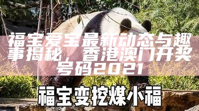 福宝爱宝最新动态与趣事揭秘，香港澳门开奖号码2021